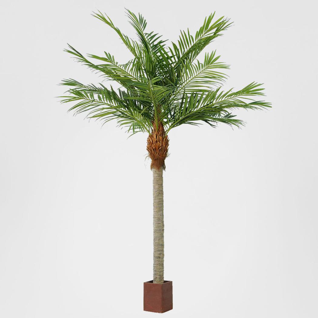 Majesty Palm 4.9m