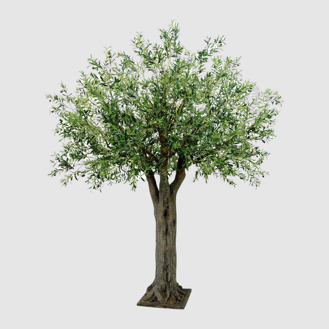 果樹 Saint Catherine Olive Tree Olive Giant Tree 16524 Lvs 336 Fruits – Florabelle Living