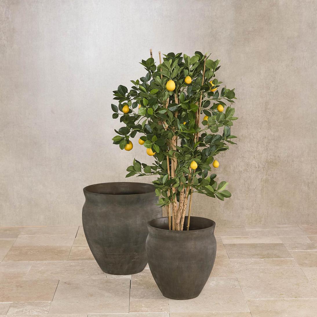 Lemon Tree 1.15m