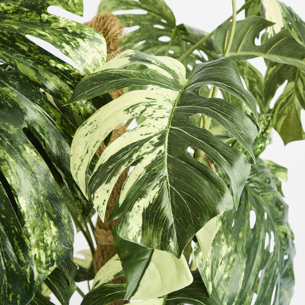 Variegated Monstera Plant 252cm in Black Pot
