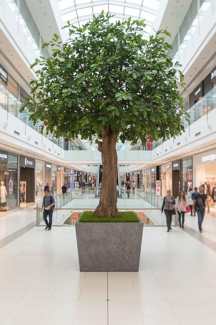 Oak Tree 3.1m