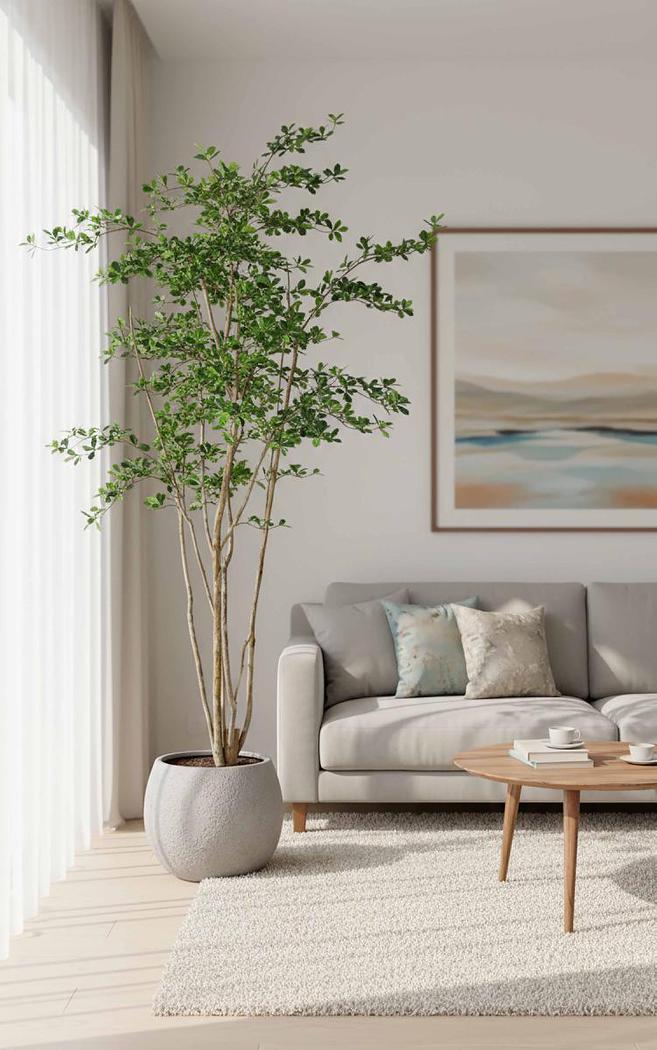 Oriental Olive Tree w 2464 lvs