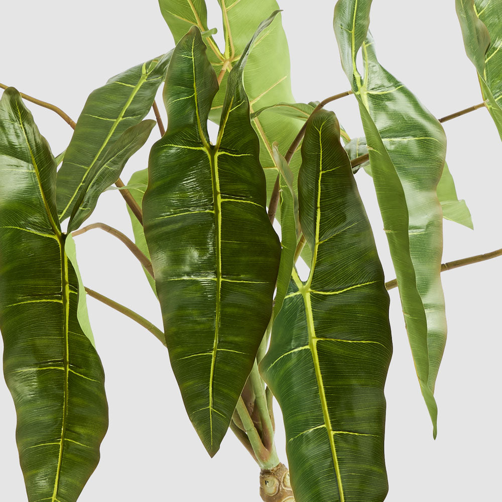 Potted Philodendron Spiritus Sancti Plant 104cm