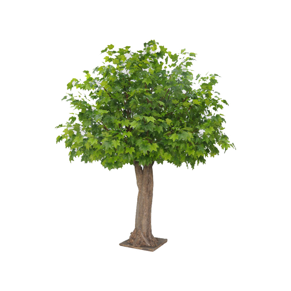 Giant Sugar Maple Tree 3.1m 2507 Lvs