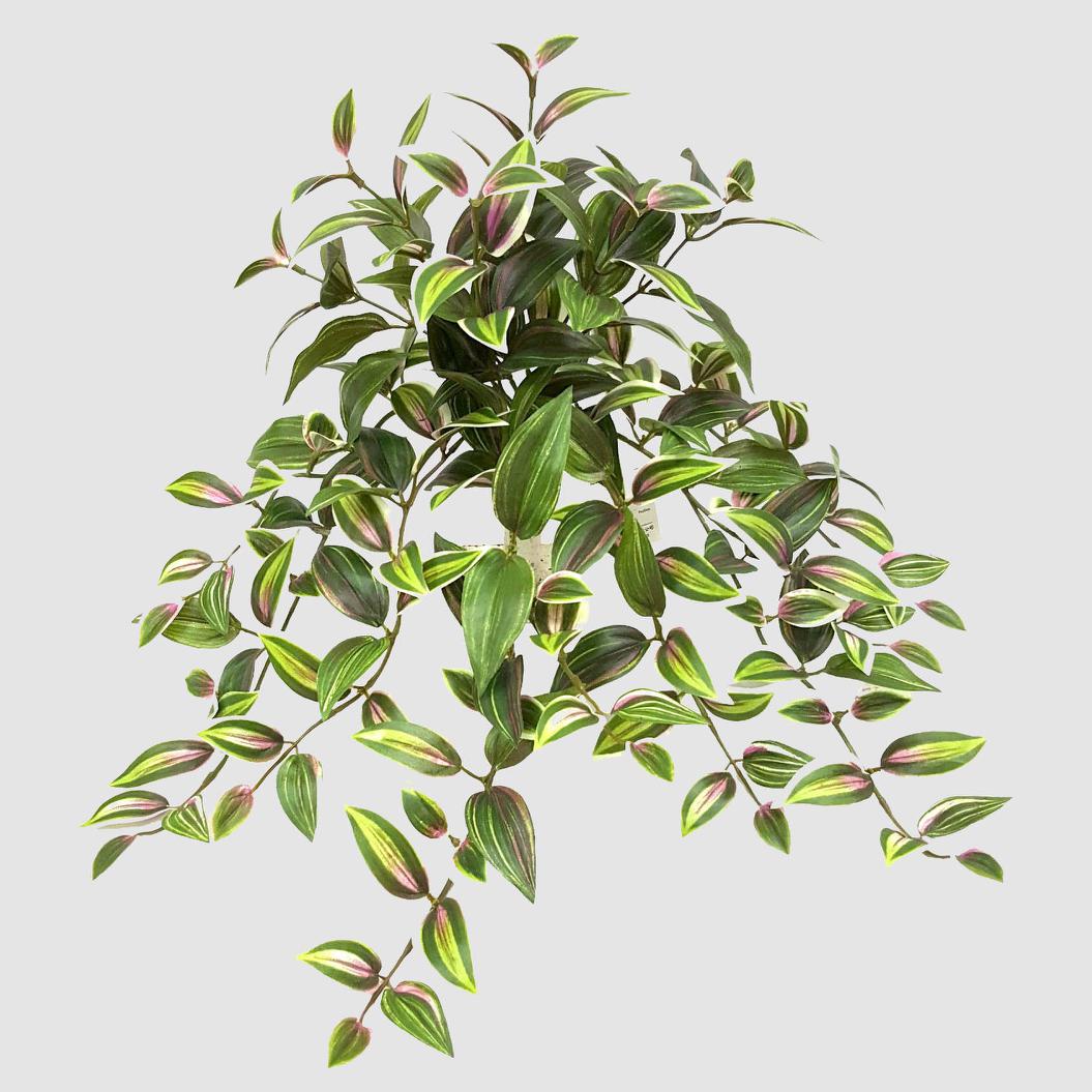 Wandering Jew Hanging Bush 50cm Yellow & Green