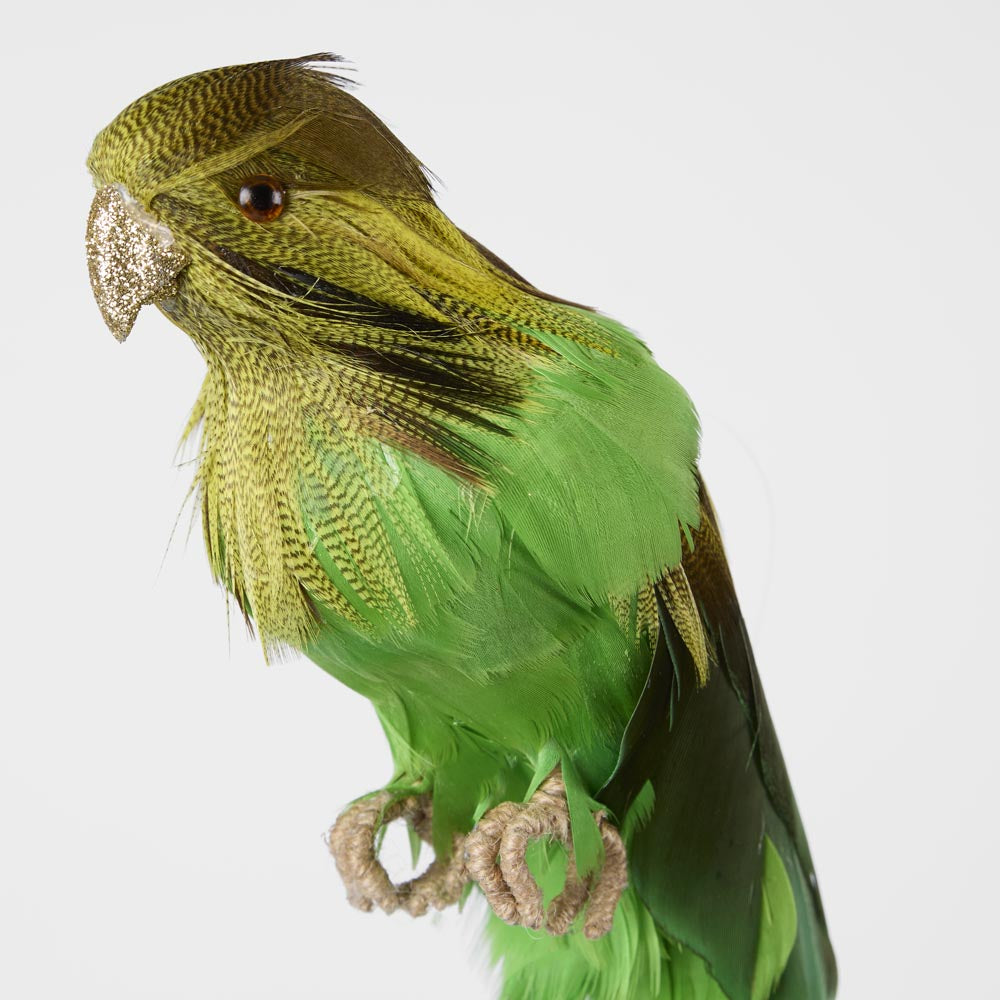 Bernie the Green Budgie
