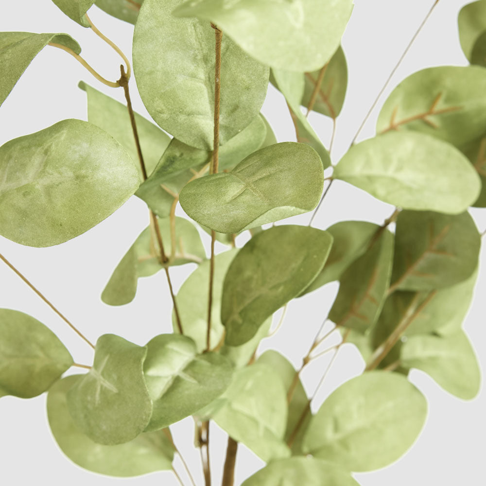 Eucalyptus Stem Green