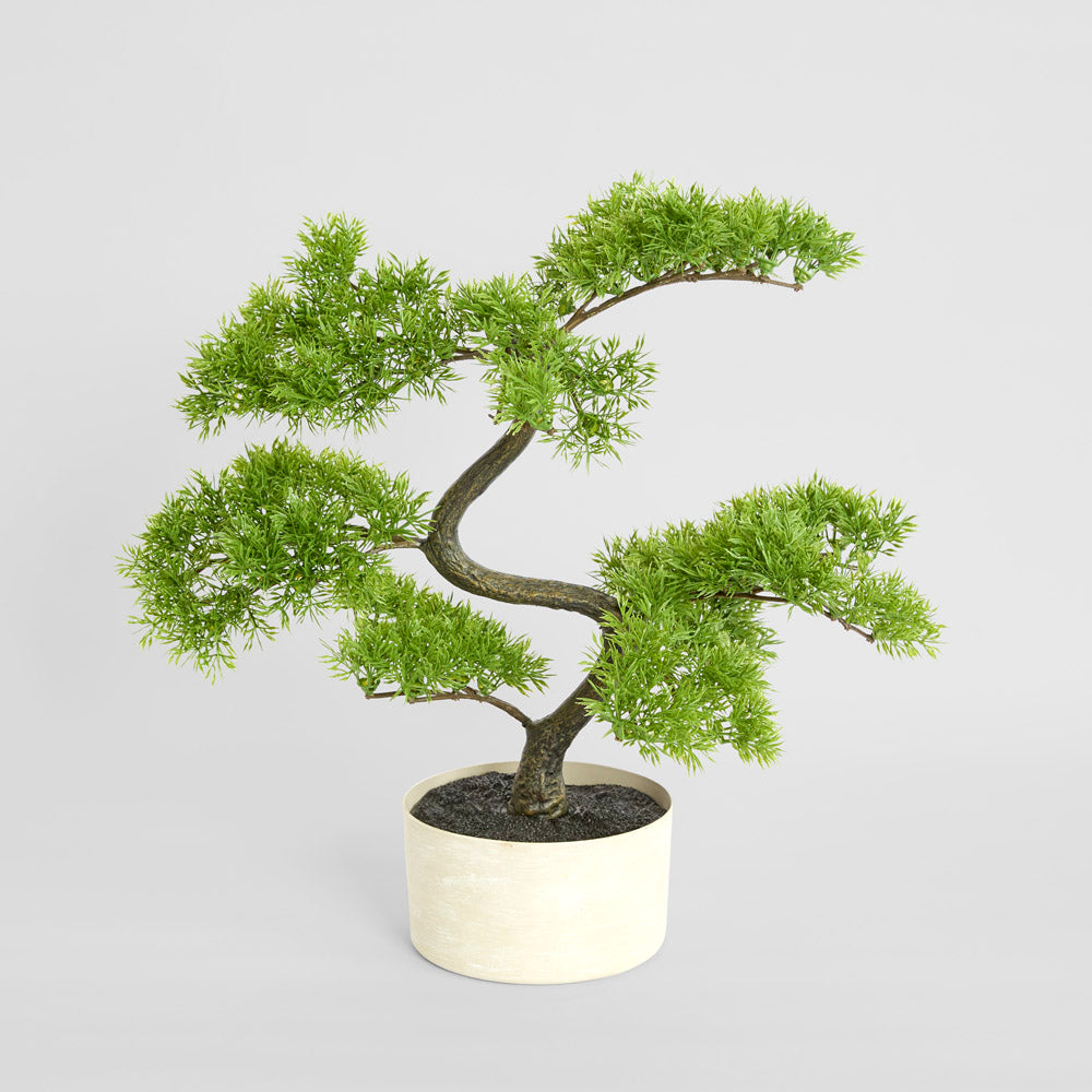 Bonsai Potted 45cm