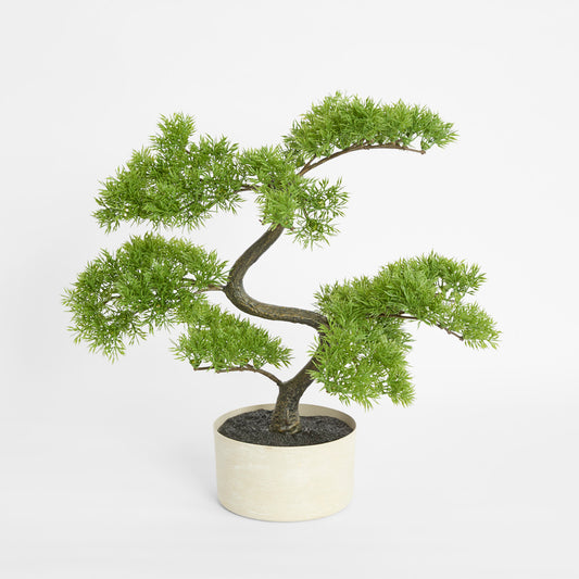 Bonsai Potted 45cm
