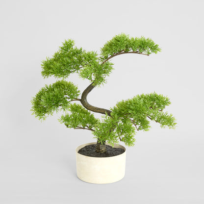 Bonsai Potted 45cm