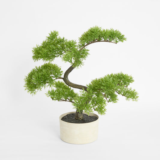 Bonsai Potted 45cm