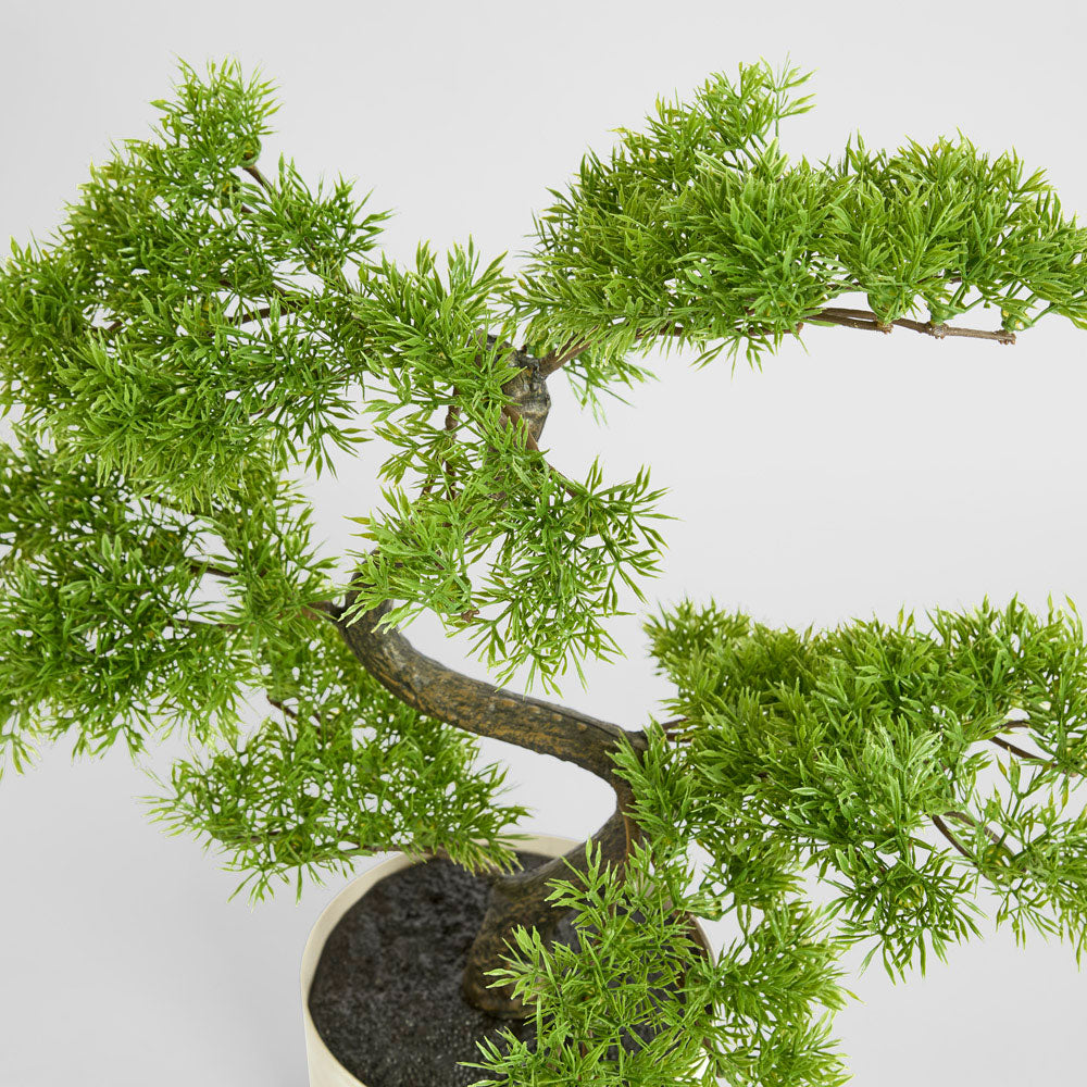 Bonsai Potted 45cm