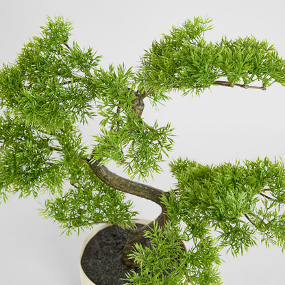 Bonsai Potted 45cm