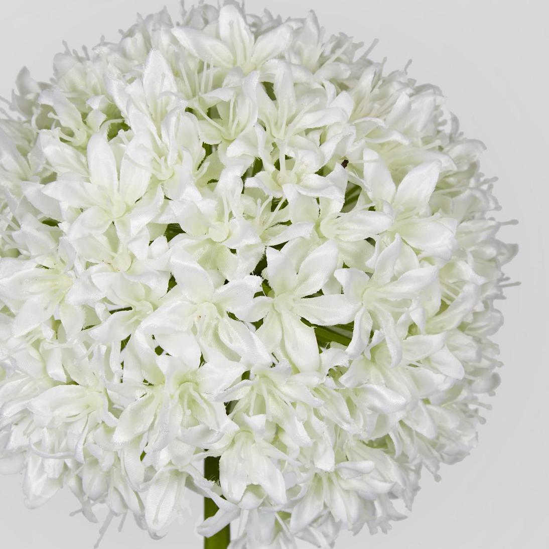 Allium Flower White