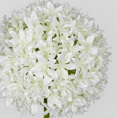 Allium Flower White