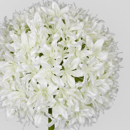 Allium Flower White