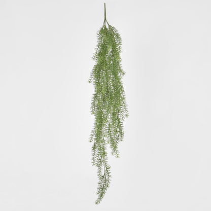 Asparagus Hanging Bush 1.05m