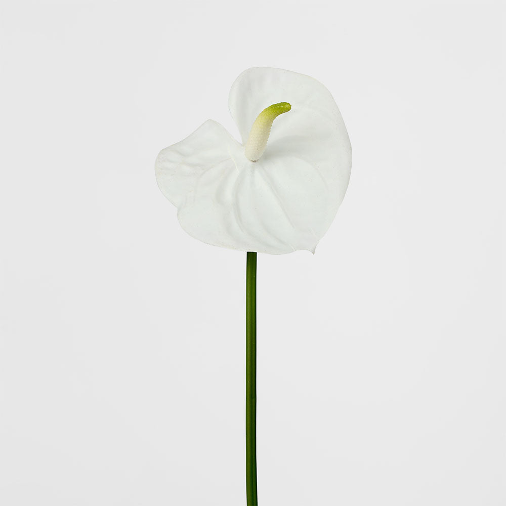 Anthurium Lily Real Touch White