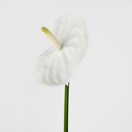Anthurium Lily Real Touch White