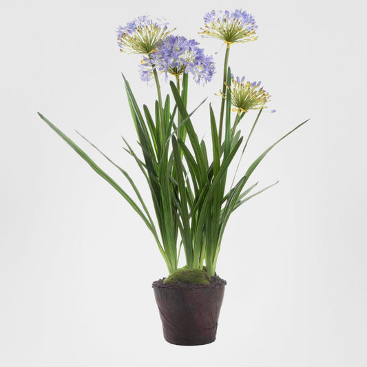 Agapanthus in Paper Pot Lavender