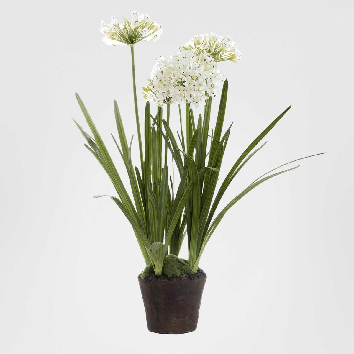 Agapanthus in Paper Pot White