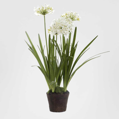 Agapanthus in Paper Pot White