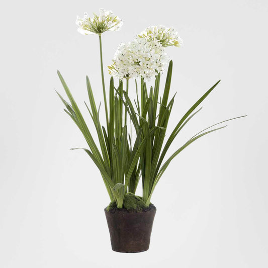 Agapanthus in Paper Pot White