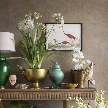 Agapanthus in Paper Pot White