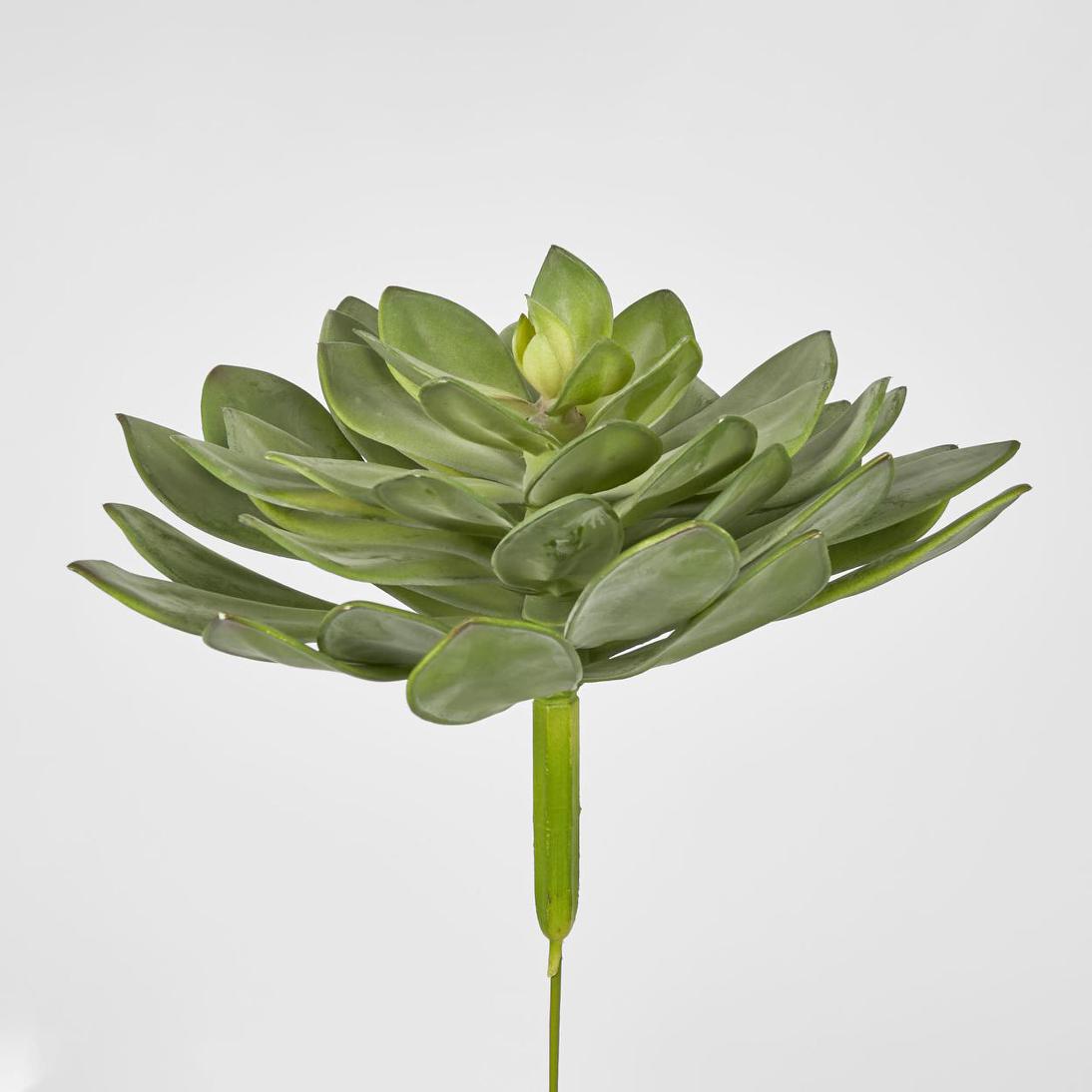 Aeonium succulent Stem LGE