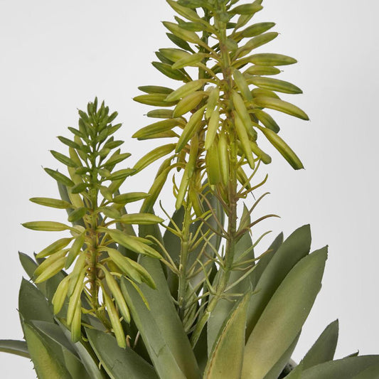 Potted Mini Aloes 42.5cm