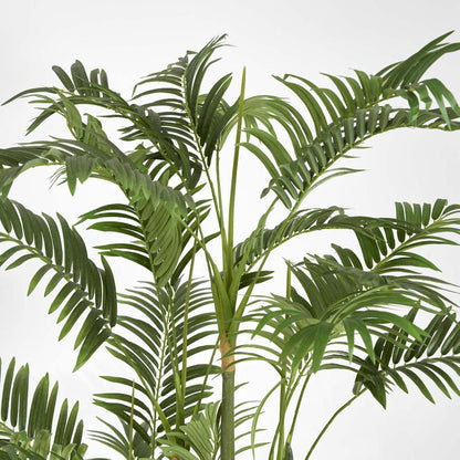 Areca Palm Multi Trunk 1.5m