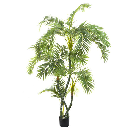 Areca Palm Twisted Trunk 1.7m