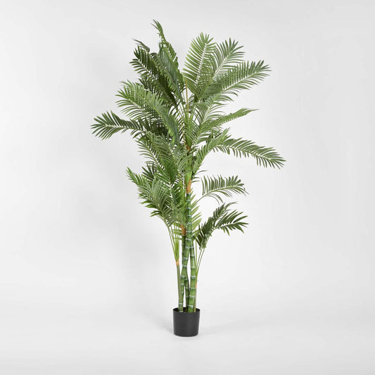 Parlour Palm Twisted Trunk 1.8m
