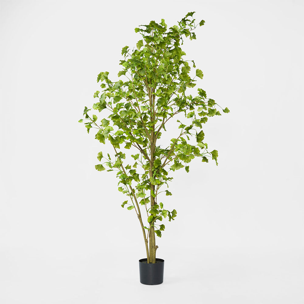 Ginko Tree Potted 1.8m