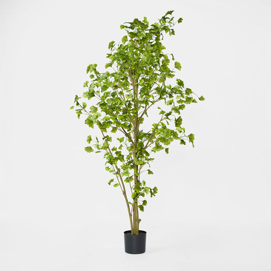Ginko Tree Potted 1.8m