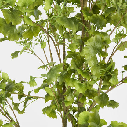 Ginko Tree Potted 1.8m