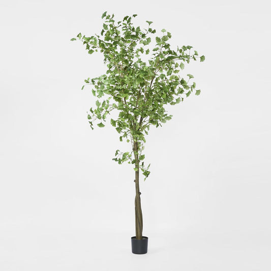 Ginko Tree Potted 2.4m