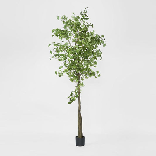 Ginko Tree Potted 2.4m