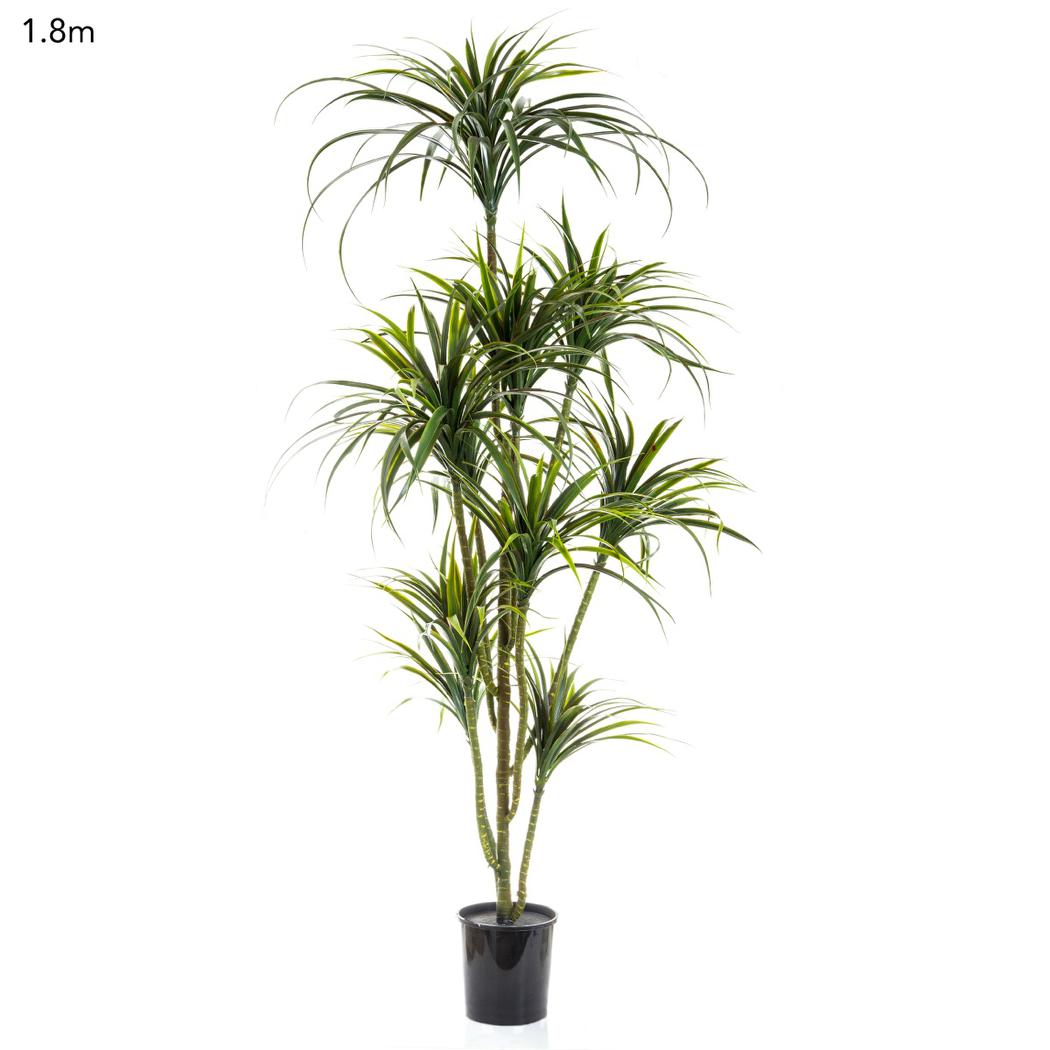 Yucca Plant Potted - 1.8m