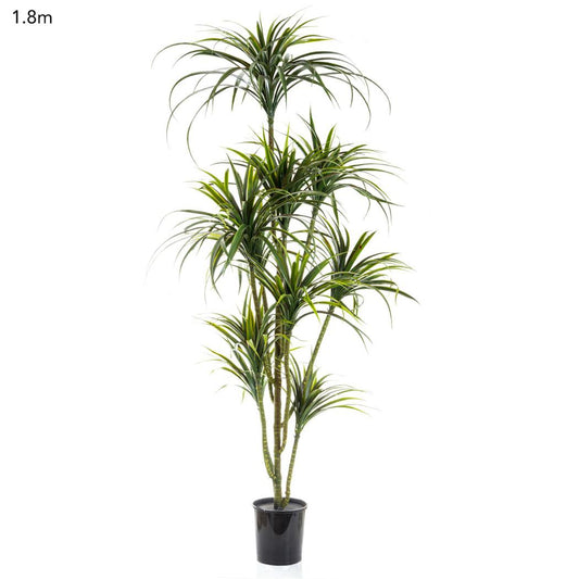 Yucca Plant Potted - 1.8m