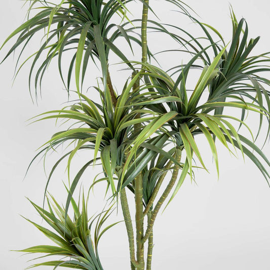 Yucca Plant 1.8m