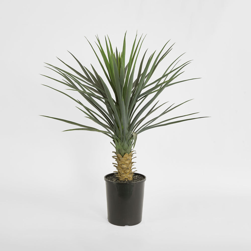 Yucca rostrata in pot