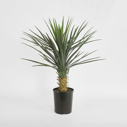 Yucca rostrata in pot