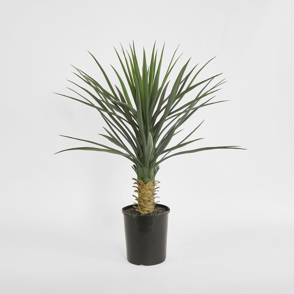 Yucca rostrata in pot