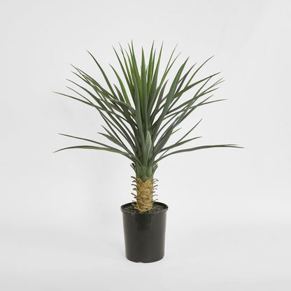 Yucca rostrata in pot