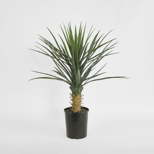 Yucca rostrata in pot
