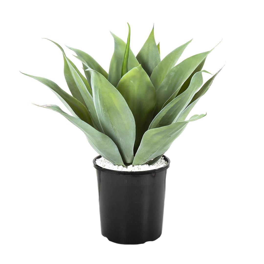 Agave Bush 54cm Light Green