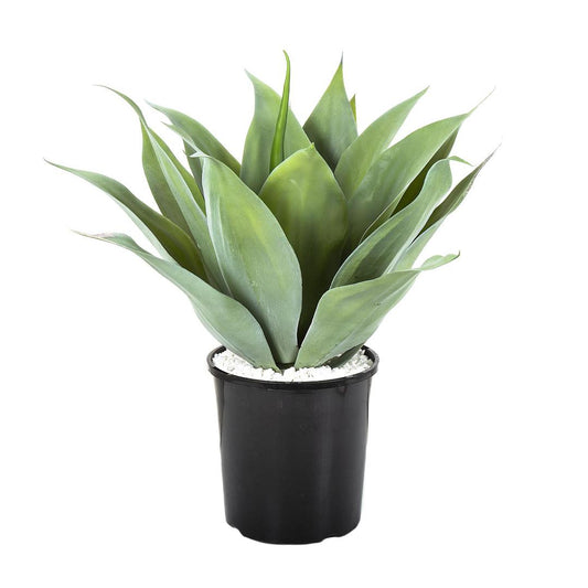 Agave Bush 54cm Light Green