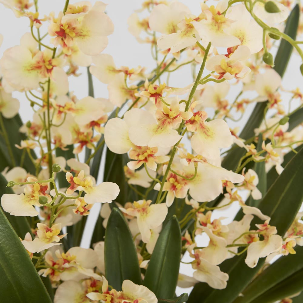 Lacey Arrangement Cream