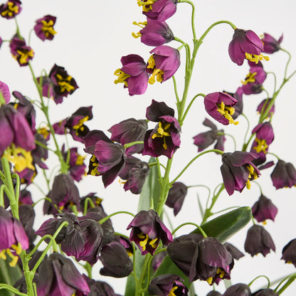 Mandine Arrangement Black